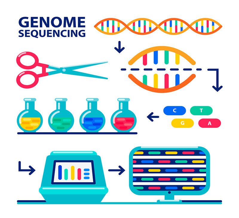 Whole Genome Sequencing, PCR-FREE, >35X,